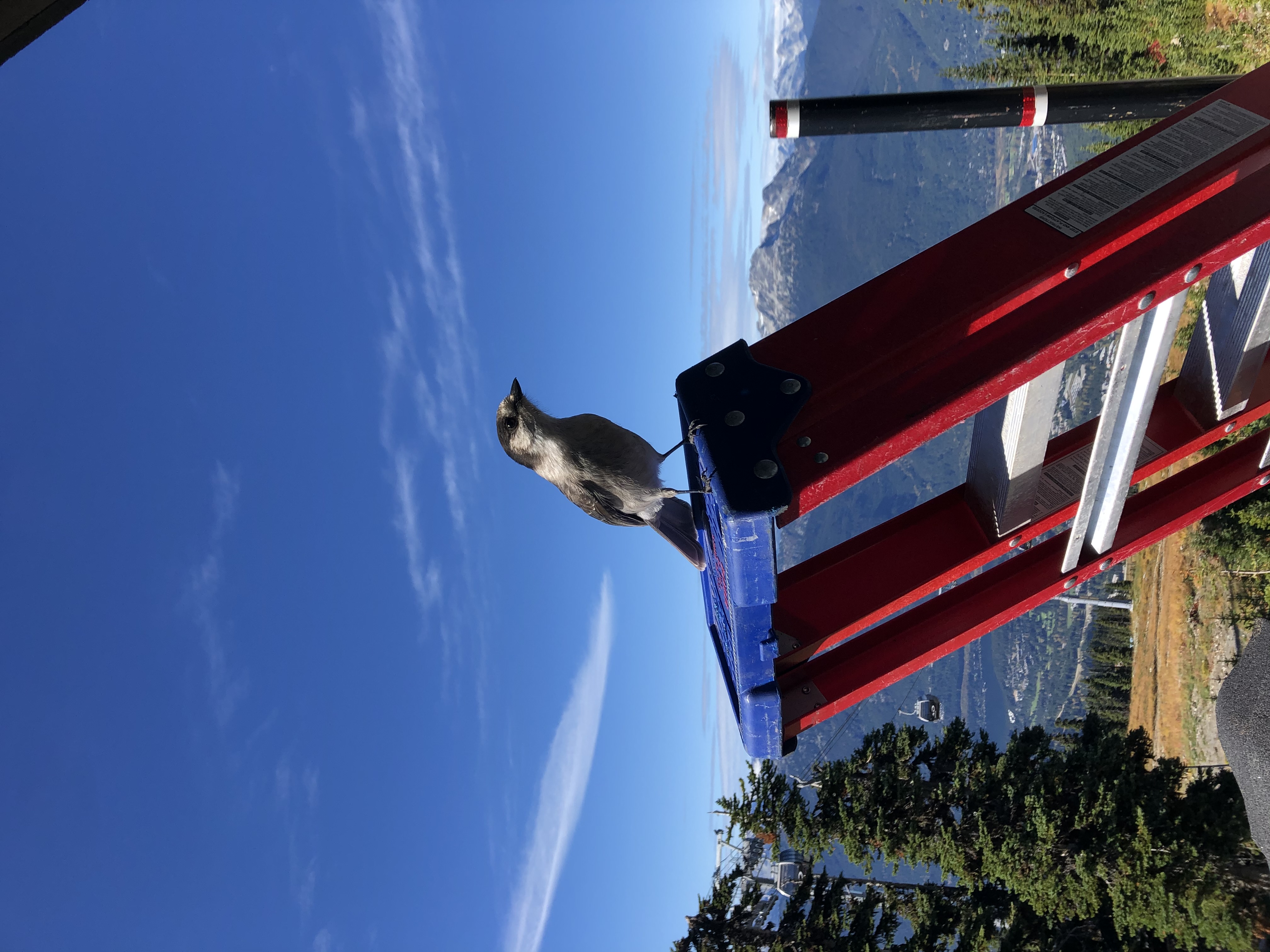 Alpine work setting at Telus equipment shelter near Blackcomb gondola with tools and access ladder